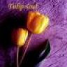 tulip soul